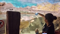 Die Schildkr&ouml;te wird gef&uuml;ttert.